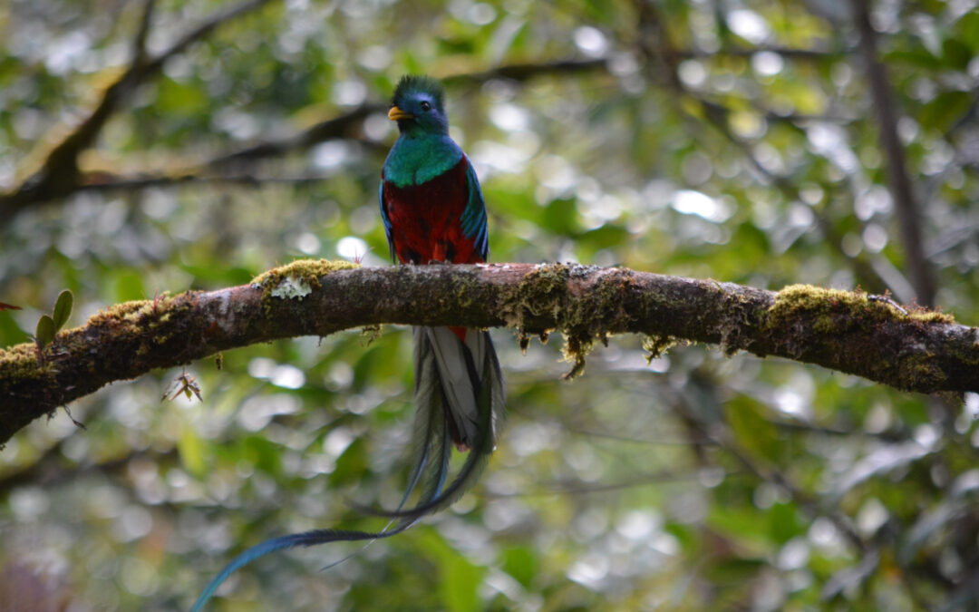 Finding Resplendent Quetzal – Tour to Las Tablas