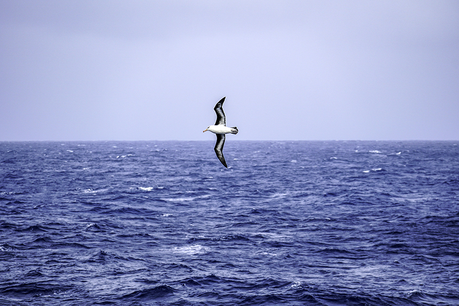 Drake Passage and Pelagic Birdwatching